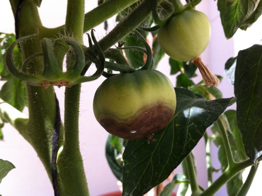 Necrosis apical en tomate